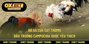 Đá Gà Cựa Sắt Thomo – Đấu Trường Campuchia Được Yêu Thích