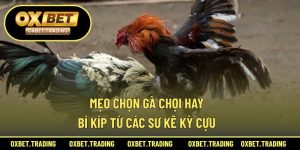Mẹo Chọn Gà Chọi Hay – Bí Kíp Từ Các Sư Kê Kỳ Cựu