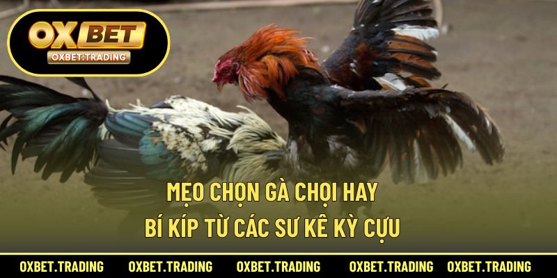 Mẹo Chọn Gà Chọi Hay – Bí Kíp Từ Các Sư Kê Kỳ Cựu