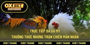 Trực Tiếp Đá Gà Mỹ – Thưởng Thức Những Trận Chiến Mãn Nhãn