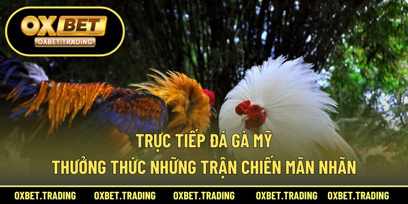 Trực Tiếp Đá Gà Mỹ – Thưởng Thức Những Trận Chiến Mãn Nhãn